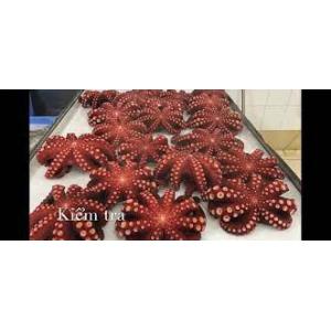 Akuruhi Tako Octopus (g) 1
